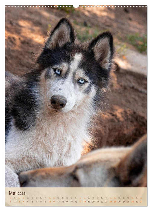 Im Husky-Rudel (CALVENDO Premium Wandkalender 2025)