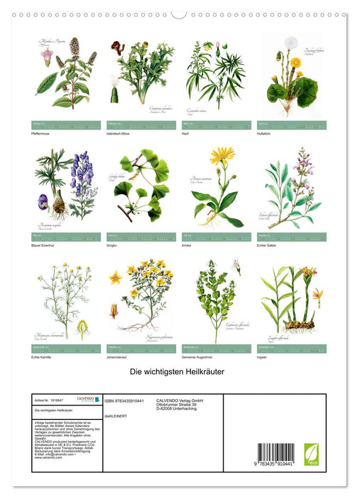 Die wichtigsten Heilkräuter (CALVENDO Premium Wandkalender 2025)