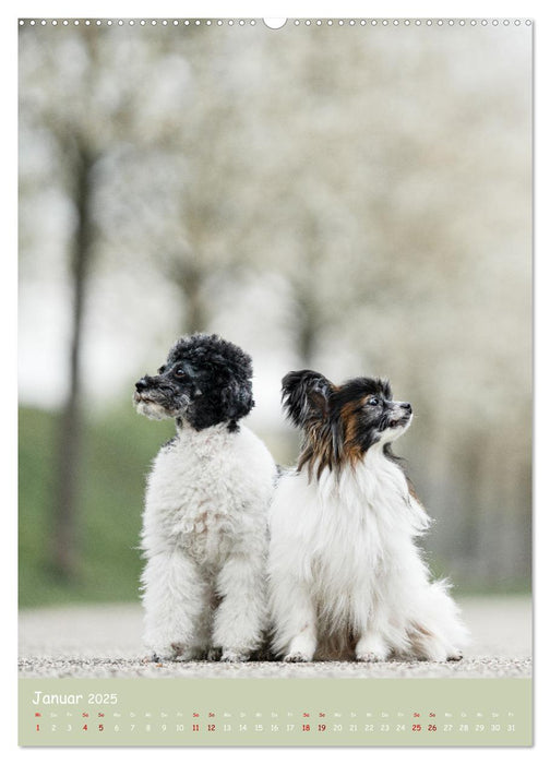 Flora Canidae - der Hunde-Blühpflanzen-Kalender (CALVENDO Premium Wandkalender 2025)