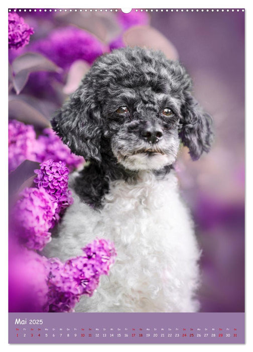 Flora Canidae - der Hunde-Blühpflanzen-Kalender (CALVENDO Premium Wandkalender 2025)