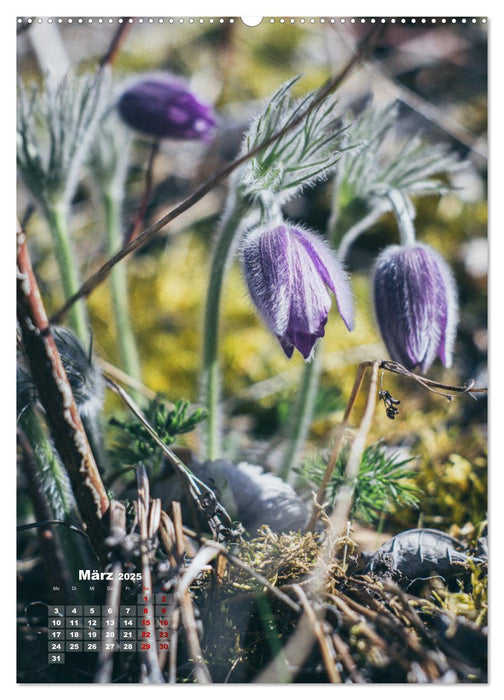 Details der Natur (CALVENDO Wandkalender 2025)