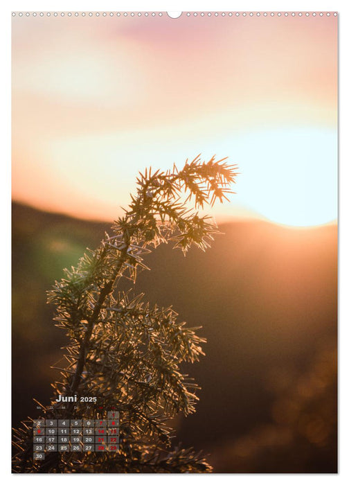 Details der Natur (CALVENDO Wandkalender 2025)