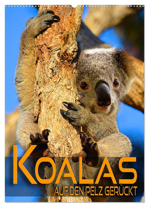Koalas auf den Pelz gerückt (CALVENDO Wandkalender 2025)