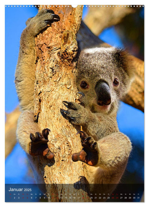 Koalas auf den Pelz gerückt (CALVENDO Wandkalender 2025)