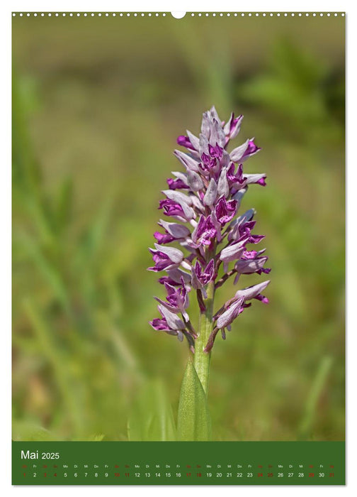 Orchideen aus der Pfalz (CALVENDO Premium Wandkalender 2025)