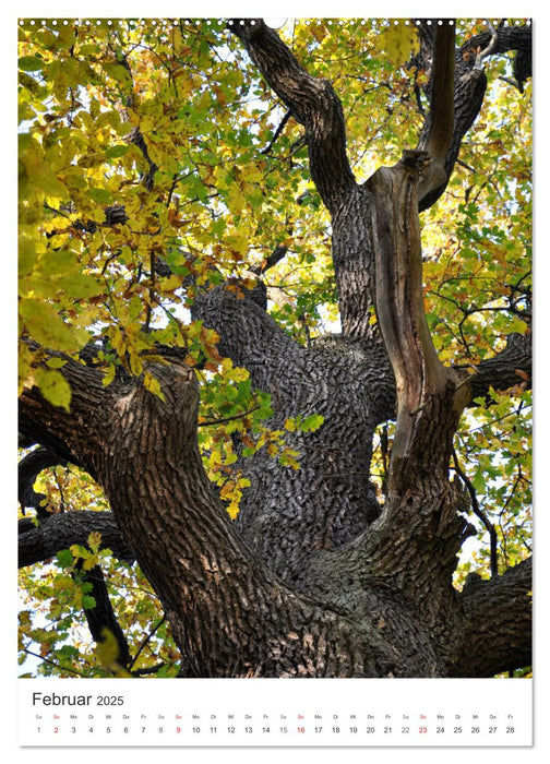 Faszination der Farben im Naturpark Lappwald (CALVENDO Premium Wandkalender 2025)