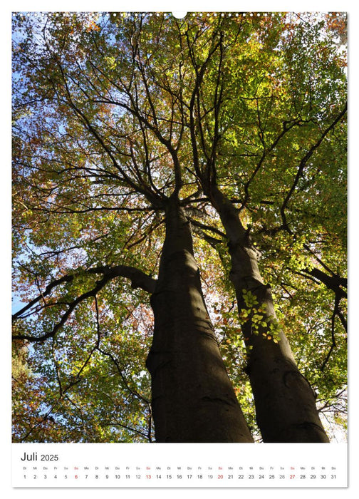 Faszination der Farben im Naturpark Lappwald (CALVENDO Premium Wandkalender 2025)