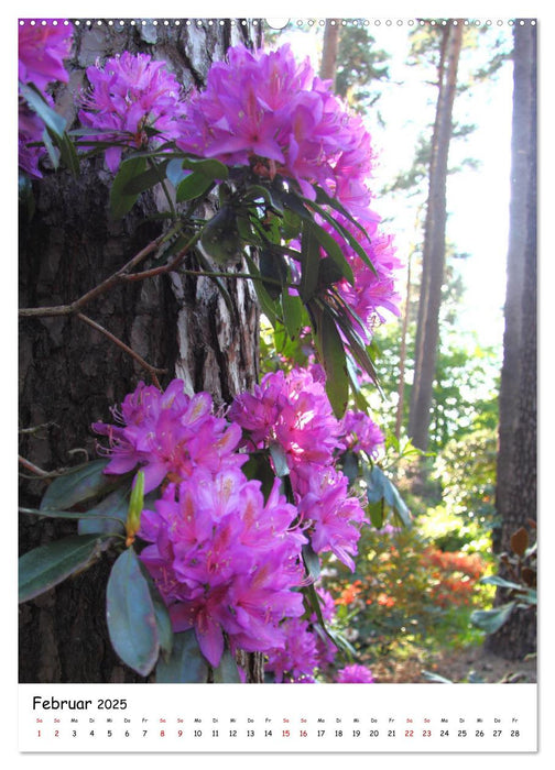 Zauberhafte Rhododendren (CALVENDO Premium Wandkalender 2025)