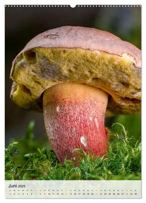 Pilze - kleine Riesen (CALVENDO Premium Wandkalender 2025)
