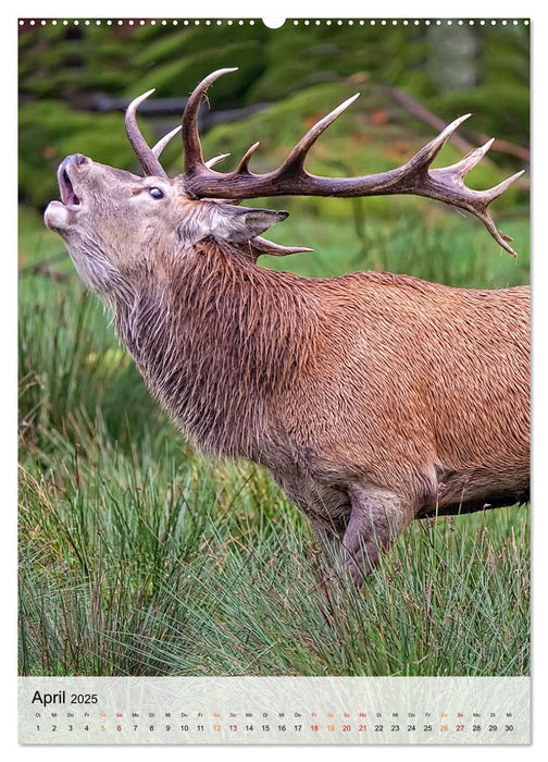 Wildtiere - schön und scheu (CALVENDO Premium Wandkalender 2025)