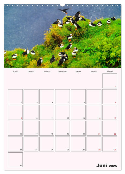 Papageitaucher Monatsplaner (CALVENDO Premium Wandkalender 2025)