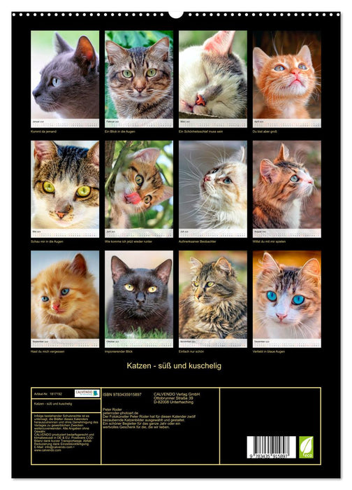 Katzen - süß und kuschelig (CALVENDO Premium Wandkalender 2025)