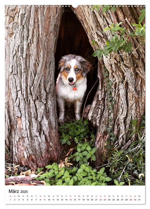 Hermine - Ein Jahr mit einem Mini Australian Shepherd (CALVENDO Premium Wandkalender 2025)