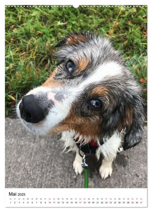 Hermine - Ein Jahr mit einem Mini Australian Shepherd (CALVENDO Premium Wandkalender 2025)