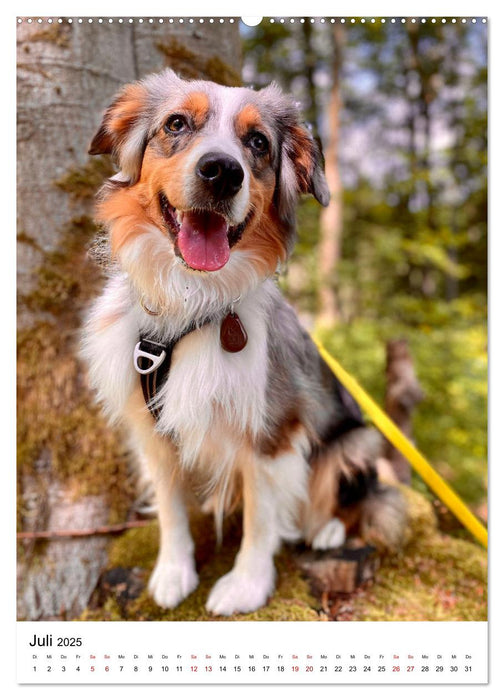 Hermine - Ein Jahr mit einem Mini Australian Shepherd (CALVENDO Premium Wandkalender 2025)