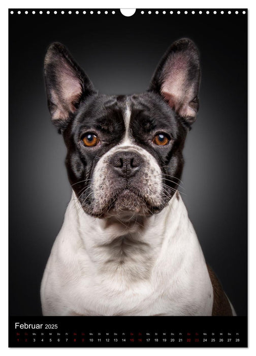 Bullyzauber - Französische Bulldoggen (CALVENDO Wandkalender 2025)