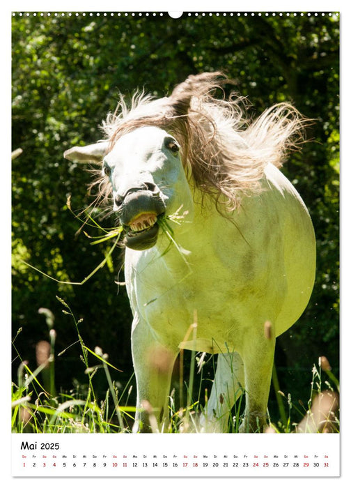 Pferdegesichter - Porträts mit Spaß (CALVENDO Wandkalender 2025)