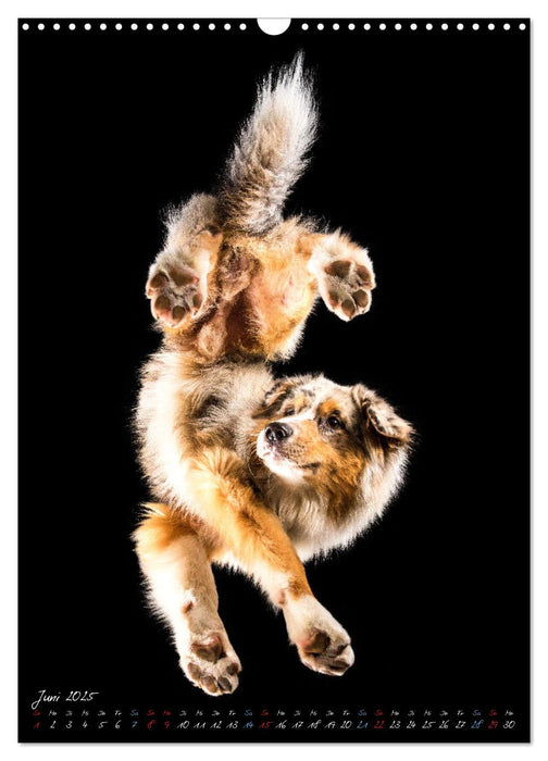 Down Under - Hunde auf der Glasplatte (CALVENDO Wandkalender 2025)