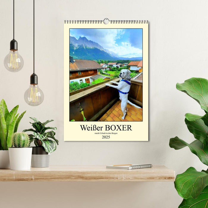 Weißer BOXER im Urlaub (CALVENDO Wandkalender 2025)