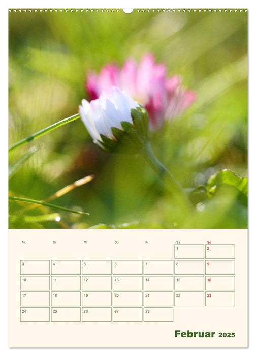Verträumte Gänseblümchen (CALVENDO Premium Wandkalender 2025)