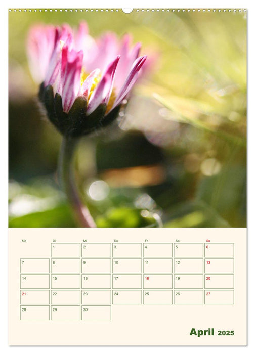 Verträumte Gänseblümchen (CALVENDO Premium Wandkalender 2025)