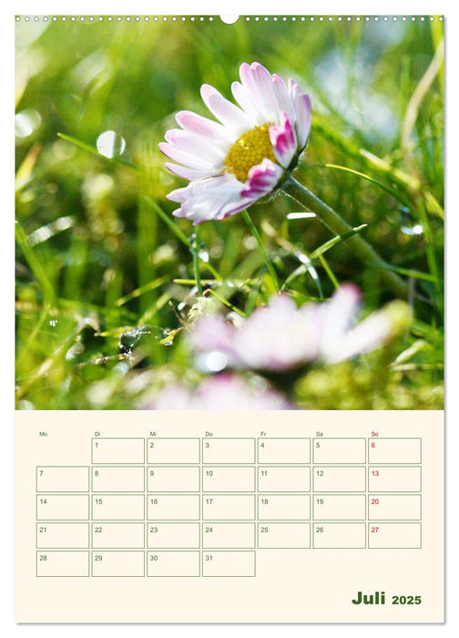 Verträumte Gänseblümchen (CALVENDO Premium Wandkalender 2025)