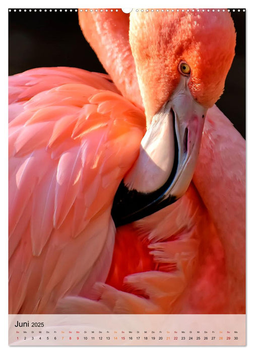 Flamingos - Eleganz und Schönheit (CALVENDO Premium Wandkalender 2025)