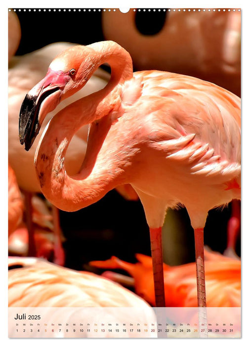 Flamingos - Eleganz und Schönheit (CALVENDO Premium Wandkalender 2025)