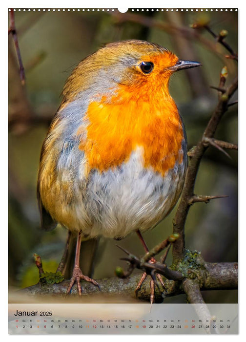 Vögel - gefiederte Freunde in unserer Natur (CALVENDO Premium Wandkalender 2025)