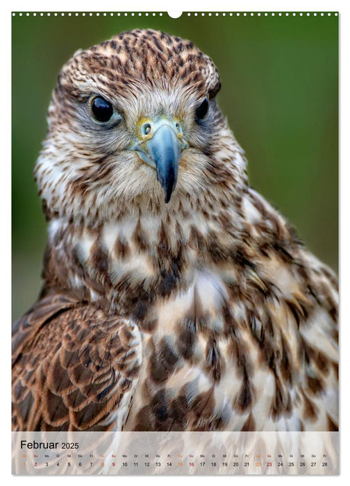 Vögel - gefiederte Freunde in unserer Natur (CALVENDO Premium Wandkalender 2025)