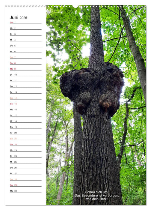 Poesieflügel im Wald (CALVENDO Premium Wandkalender 2025)