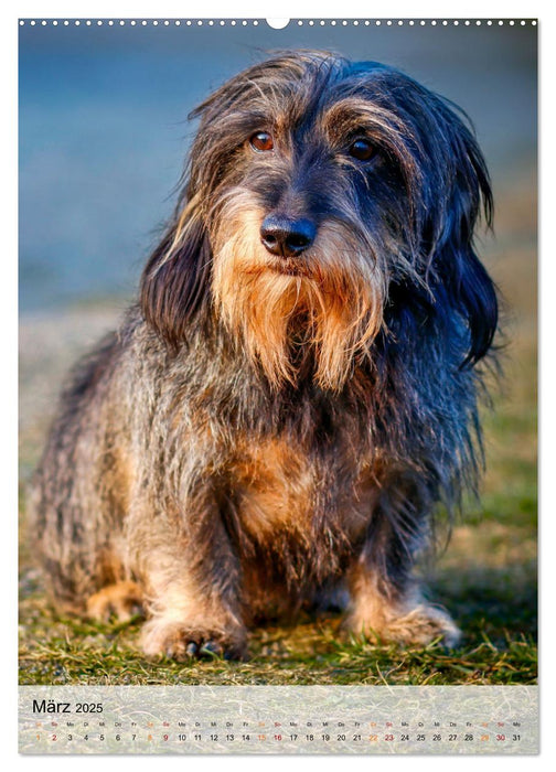Hunde - treu und ehrlich (CALVENDO Premium Wandkalender 2025)