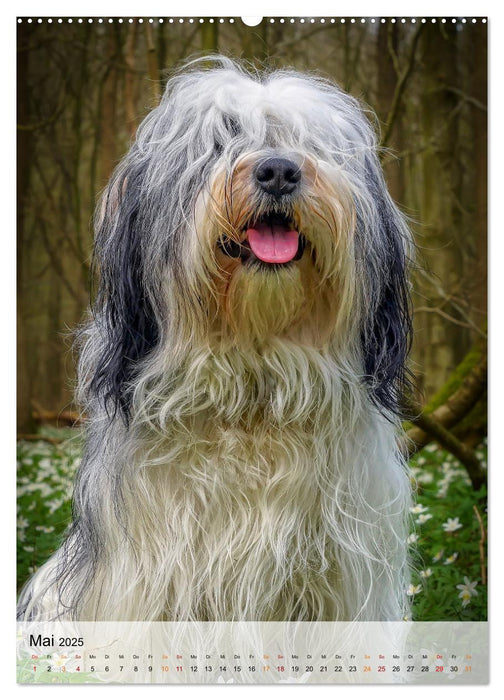 Hunde - treu und ehrlich (CALVENDO Premium Wandkalender 2025)