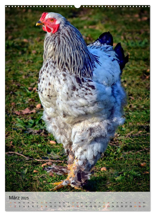 Hühner - buntes Federvieh (CALVENDO Premium Wandkalender 2025)