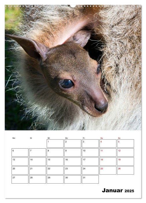 Australiens faszinierende Tierwelt (CALVENDO Premium Wandkalender 2025)