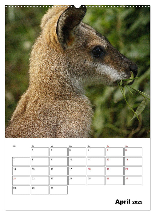 Australiens faszinierende Tierwelt (CALVENDO Premium Wandkalender 2025)