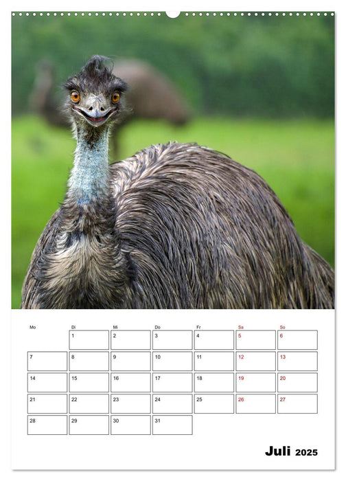 Australiens faszinierende Tierwelt (CALVENDO Premium Wandkalender 2025)