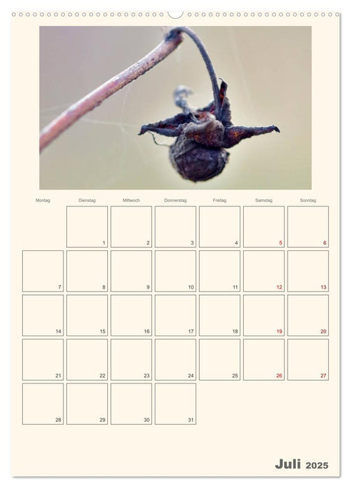 Wildsaatplaner - Zauber der Wildfrüchte (CALVENDO Premium Wandkalender 2025)