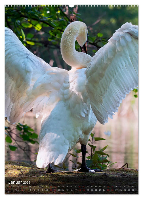 Der Schwan (CALVENDO Premium Wandkalender 2025)