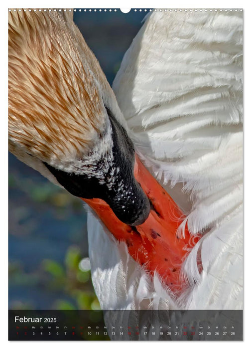 Der Schwan (CALVENDO Premium Wandkalender 2025)