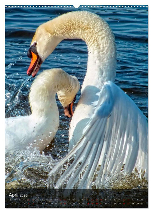 Der Schwan (CALVENDO Premium Wandkalender 2025)