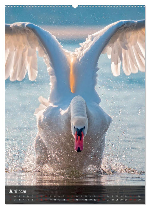 Der Schwan (CALVENDO Premium Wandkalender 2025)