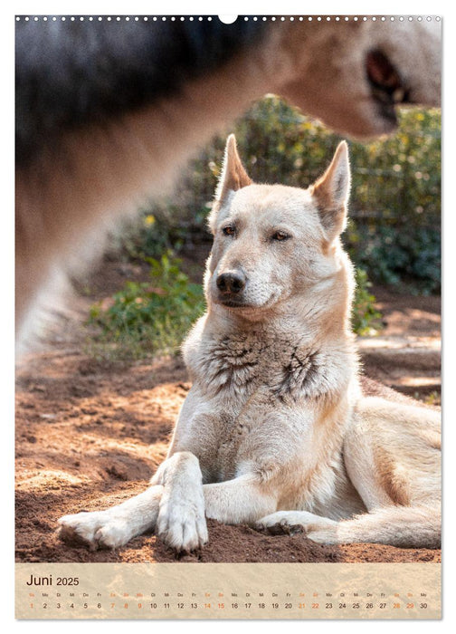 Im Husky-Rudel (CALVENDO Wandkalender 2025)