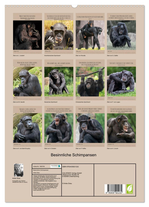 Besinnliche Schimpansen (CALVENDO Premium Wandkalender 2025)