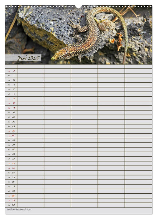 Tierischer Familienplaner (CALVENDO Premium Wandkalender 2025)