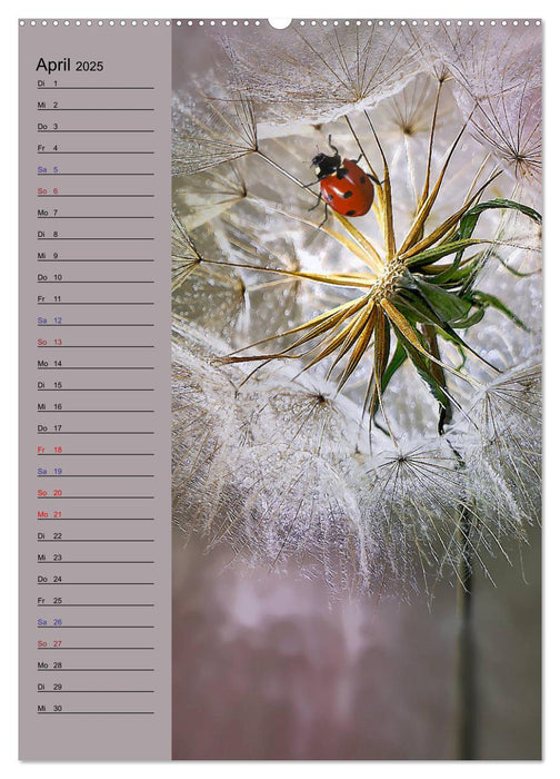 Pastell-Zauber (CALVENDO Premium Wandkalender 2025)