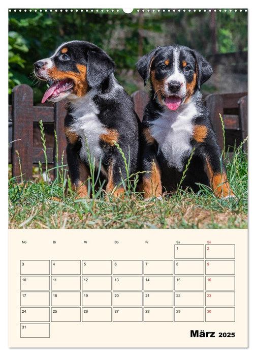 Appenzeller Sennenhund - Mit Plan durch das Jahr (CALVENDO Premium Wandkalender 2025)