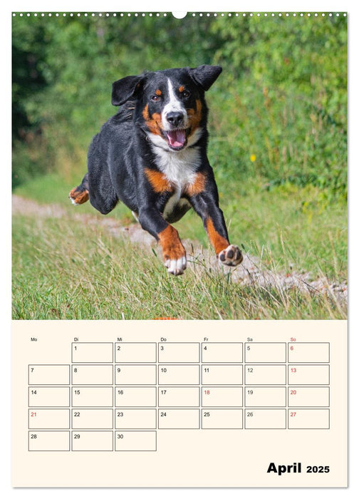 Appenzeller Sennenhund - Mit Plan durch das Jahr (CALVENDO Premium Wandkalender 2025)