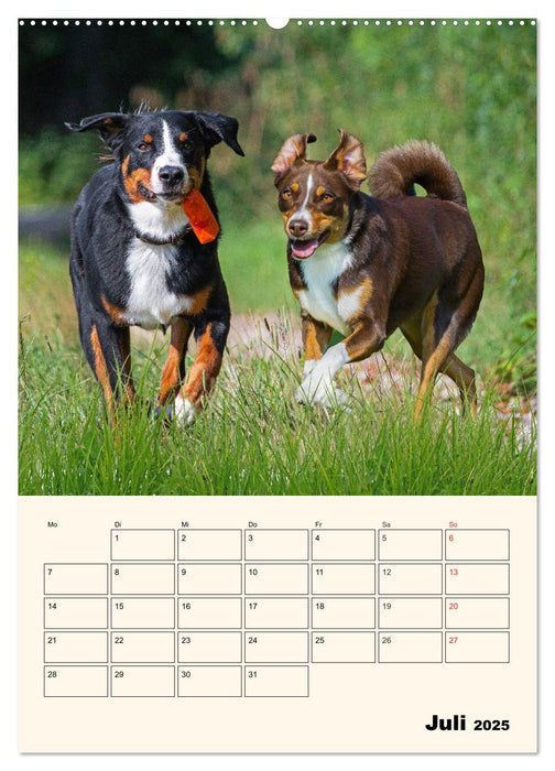 Appenzeller Sennenhund - Mit Plan durch das Jahr (CALVENDO Premium Wandkalender 2025)