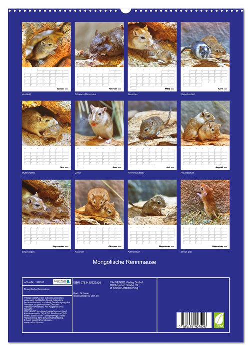 Mongolische Rennmäuse (CALVENDO Premium Wandkalender 2025)